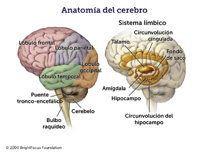 Sistema límbico y alimentación