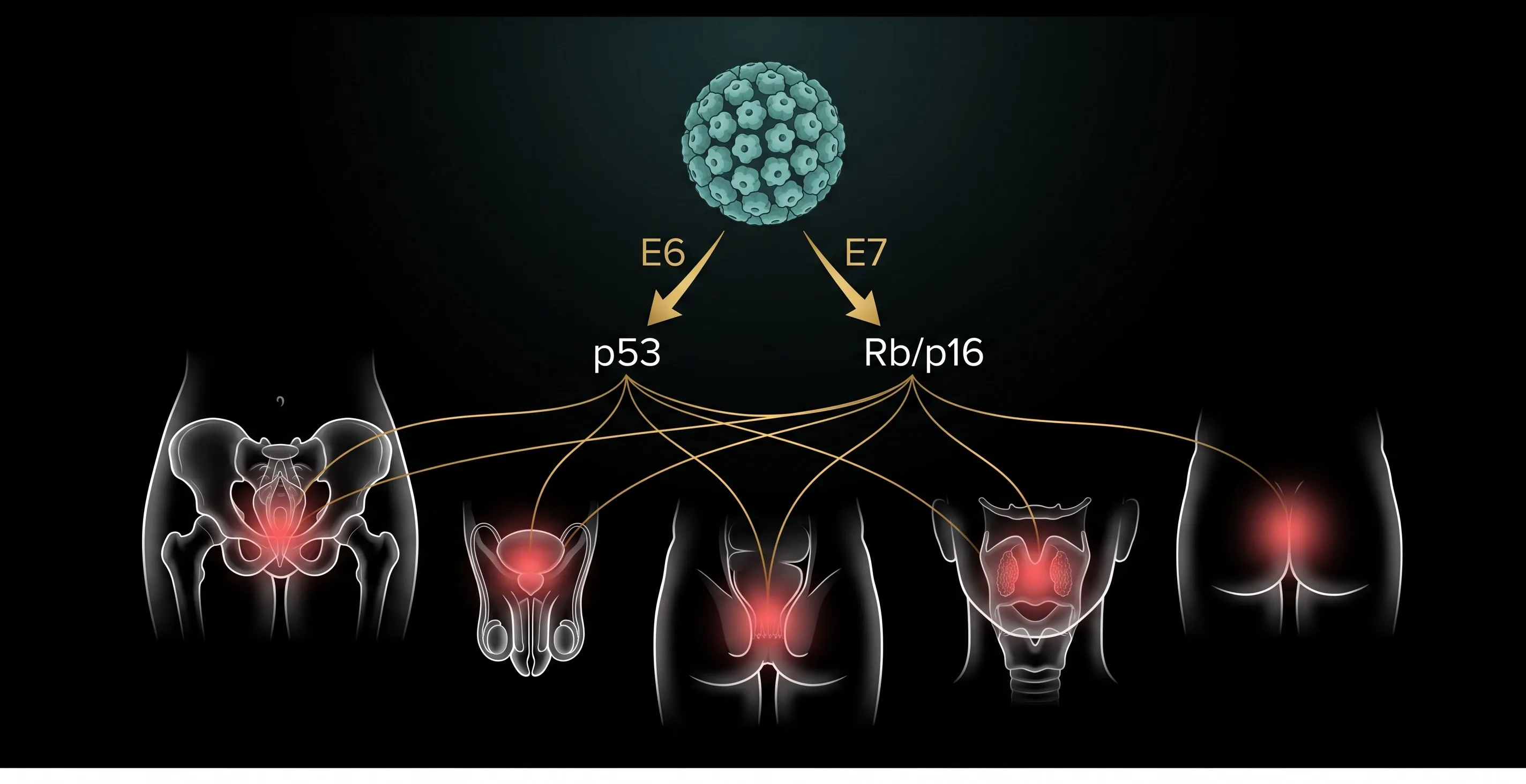 Virus Papiloma Humano y Cáncer.